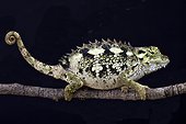 Spiny-flanked Chameleon (Trioceros laterispinis), Udzungwa, Tanzania