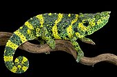 Meller's chameleon (Trioceros melleri), Tanzania