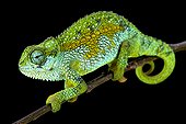 Tanzanian Montane Dwarf Chameleon (Trioceros sternfeldi) male, Tanzania