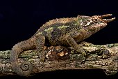 Werner's Three-Horned Chameleons (Trioceros werneri), Tanzania