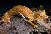 Satanic leaf-tailed gecko (Uroplatus phantasticus), Mandraka, Madagascar