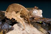Satanic leaf-tailed gecko (Uroplatus phantasticus), Mandraka, Madagascar