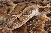Puff adder (Bitis arietans), Uganda