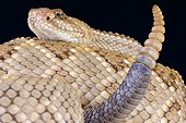 Aruba rattlesnake (Crotalus durissus unicolor), Aruba