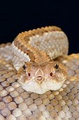 Aruba rattlesnake (Crotalus durissus unicolor), Aruba