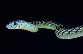 Western green mamba (Dendroaspis viridis), Benin