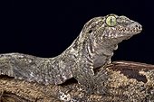 Oceanic Gecko (Gehyra oceanica), Papua New Guinea