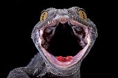 Tokeh (Gekko gecko), Indonesia