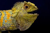 Javan Humphead Lizard (Gonocephalus chamaeleontinus), Indonesia