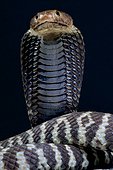 Zebra spitting cobra (Naja nigricincta), Namibia
