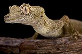Gunther's leaf-tailed gecko (Uroplatus guentheri), Madagascar