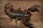 Black rock scorpion (Urodacus manicatus), Australia