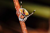 Male Peacock spider (Maratus volans), Australia