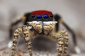 a Maratus madelineae I found in Western Australia, 
this species was only named /described 1 month after I found it.