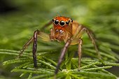 An orange faced jumping spider (Prostheclina pallida), Australia