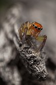 Orange faced jumping spider male (Prostheclina pallida)