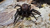 A Sydney Funnel Web spider, Atrax robustus. One of the deadliest spiders in the world.Found on the Central Coast of NSW, just north of Sydney. Australia