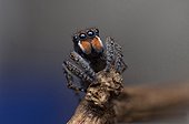 male Maratus plumosus Peacock spider