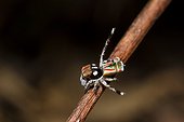 Male Peacock spider (Maratus volans), Australia
