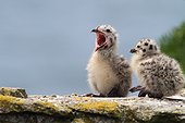 Herring Gull (Larus argentatus), chicks, île d'Yeu