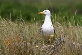Baltic Gull (Larus fuscus), île d'Yeu, France