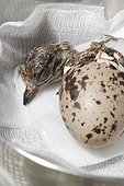 Peru Thick-knee ( Burhinus superciliaris ) hatching at the zoo in Mulhouse, France