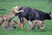 Lion (Panthera leo) and Buffalo (Syncerus caffer), twilight attack, Masai Mara, Kenya