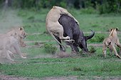 Lions (Panthera leo) et Buffle (Syncerus caffer), attaque crépusculaire, Masaï Mara, Kenya