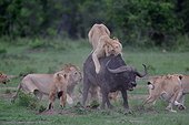 Lions (Panthera leo) et Buffle (Syncerus caffer), attaque crépusculaire, Masaï Mara, Kenya