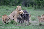 Lion (Panthera leo) and Buffalo (Syncerus caffer), twilight attack, Masai Mara, Kenya
