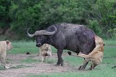 Lion (Panthera leo) and Buffalo (Syncerus caffer), twilight attack, Masai Mara , Kenya