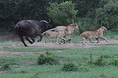 Lion (Panthera leo) and Buffalo (Syncerus caffer), twilight attack , buffalo puts the Lions out, Masai Mara, Kenya