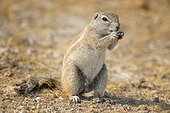 Cape ground squirrel (Xerus inauris), Etosha, Namibia