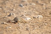 Cape ground squirrel (Xerus inauris) digging, Etosha, Namibia