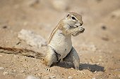 Cape ground squirrel (Xerus inauris), Etosha, Namibia