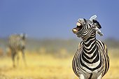 Zèbre des plaines (Equus burchellii) grimaçant, Etosha, Namibie