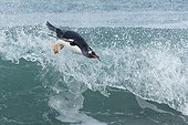 Gentoo penguins( Pygoscelis papua) surfing on a beach, Sea Lion Island, Falkland Islands