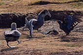 Fight between Striated Caracara and Southern Giant Petrels to the carcass of a young Magellanic Penguin, Sea Lion Island, Falkland Islands