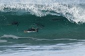 Gentoo penguins (Pygoscelis papua) surfing on a beach, Sea Lion Island, Falkland Islands