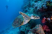 Hawksbill sea turtle (Eretmochelys imbricata), Red sea, Egypt