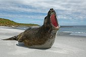 Southern elephant seal (Mirounga leonina), Sea Lion Island, Falkland Islands