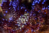 Coleman's shrimp (Periclimenes colemani) on Fire Urchin (Asthenosoma varium), Bali, Indonesia