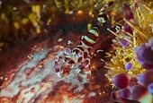 Coleman's shrimp (Periclimenes colemani) juvenile on Fire Urchin (Asthenosoma varium), Bali, Indonesia