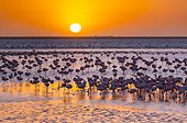 Flamingos, Salinas, Walvis Bay, Namibia, Africa