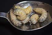 Breeding of Dola larvae (Pachnoda butana)