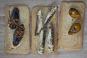 Large scale production of edible insects in Holland