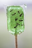 Lollypop with insects (ants) inside