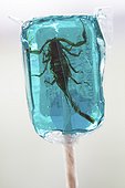 Lollypop with insects (scorpion) inside