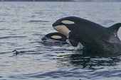 Orcas (Orcinus orca) hunting, North Atlantic, in Tromvik, Norway, Europe