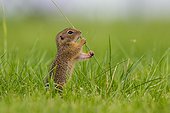 European Ground Squirrel (Spermophilus citellus) holding a blade of grass in its paws, Lake Neusiedl, Austria, Europe
